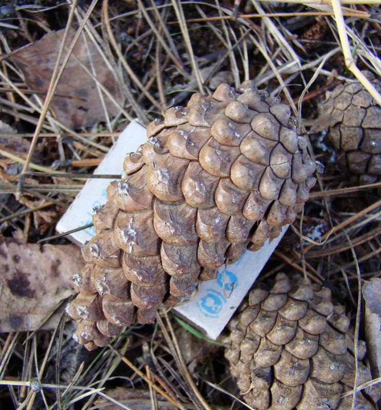 Image of Pinus pallasiana specimen.