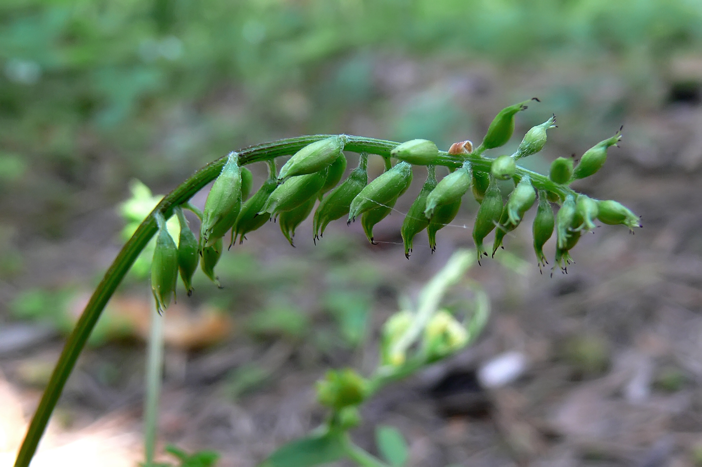 Image of Vicia sylvatica specimen.