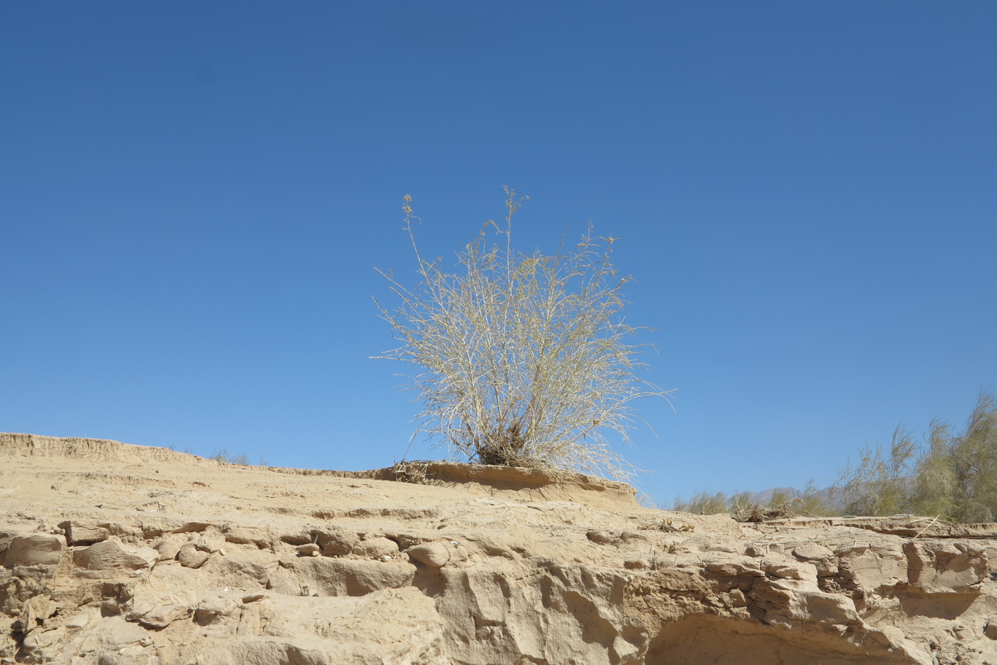 Image of Haloxylon persicum specimen.