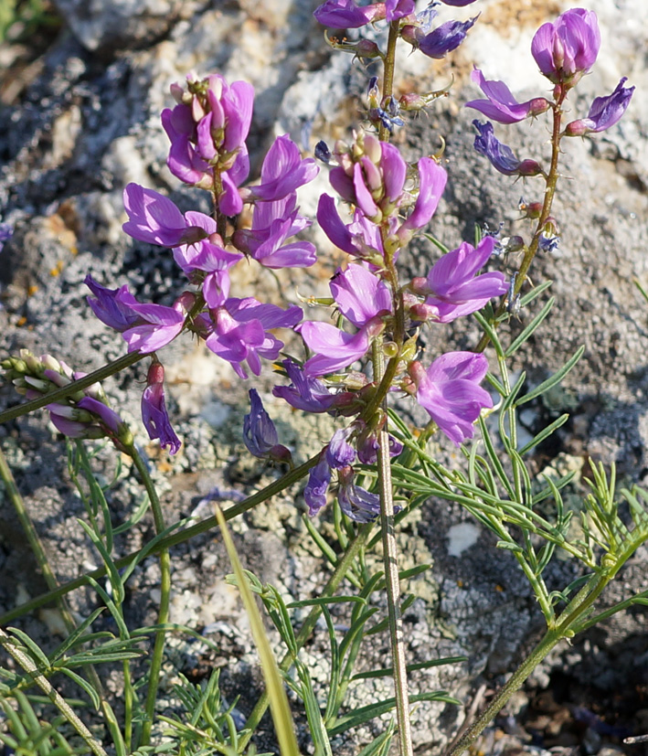 Image of Oxytropis coerulea specimen.