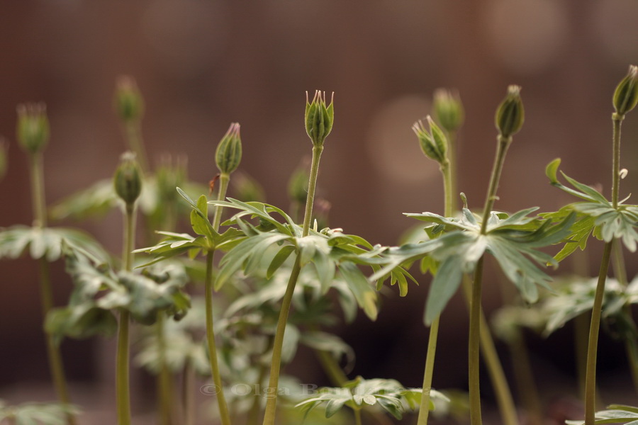 Изображение особи Eranthis stellata.