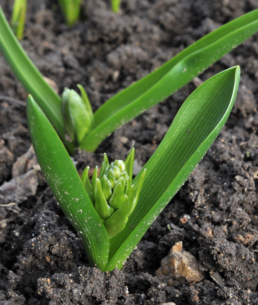 Изображение особи род Ornithogalum.