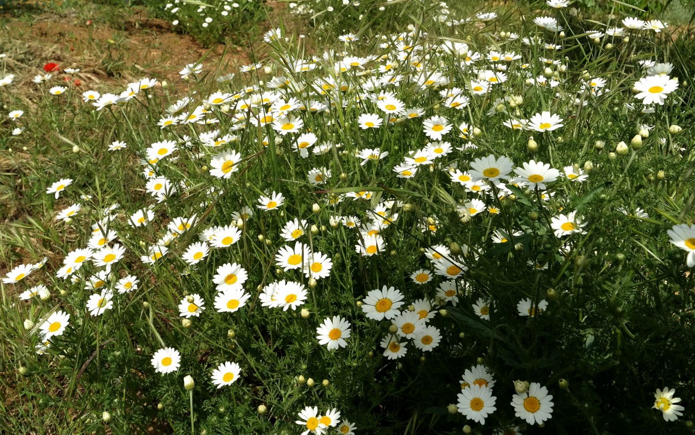 Image of genus Anthemis specimen.