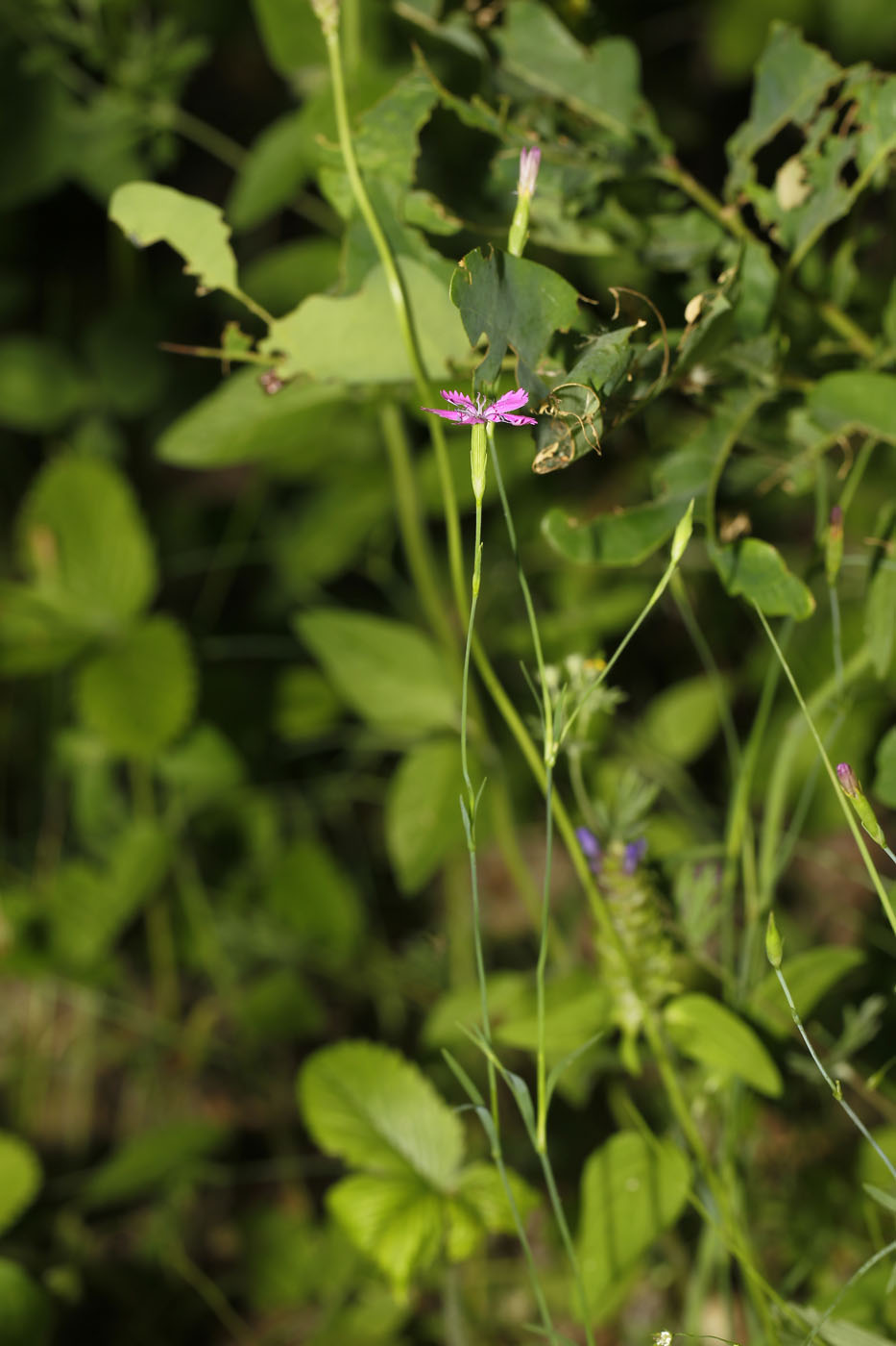 Image of Dianthus deltoides specimen.