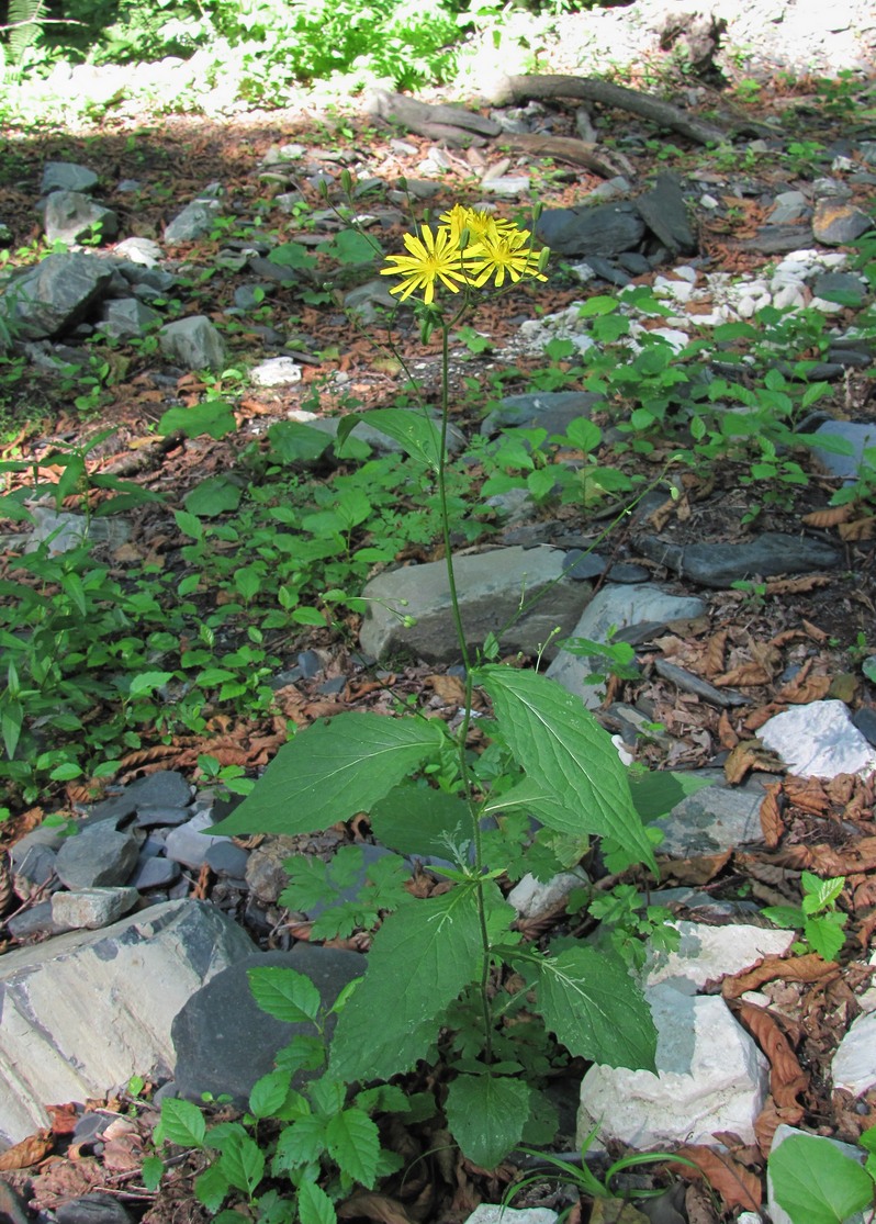 Image of Lapsana grandiflora specimen.