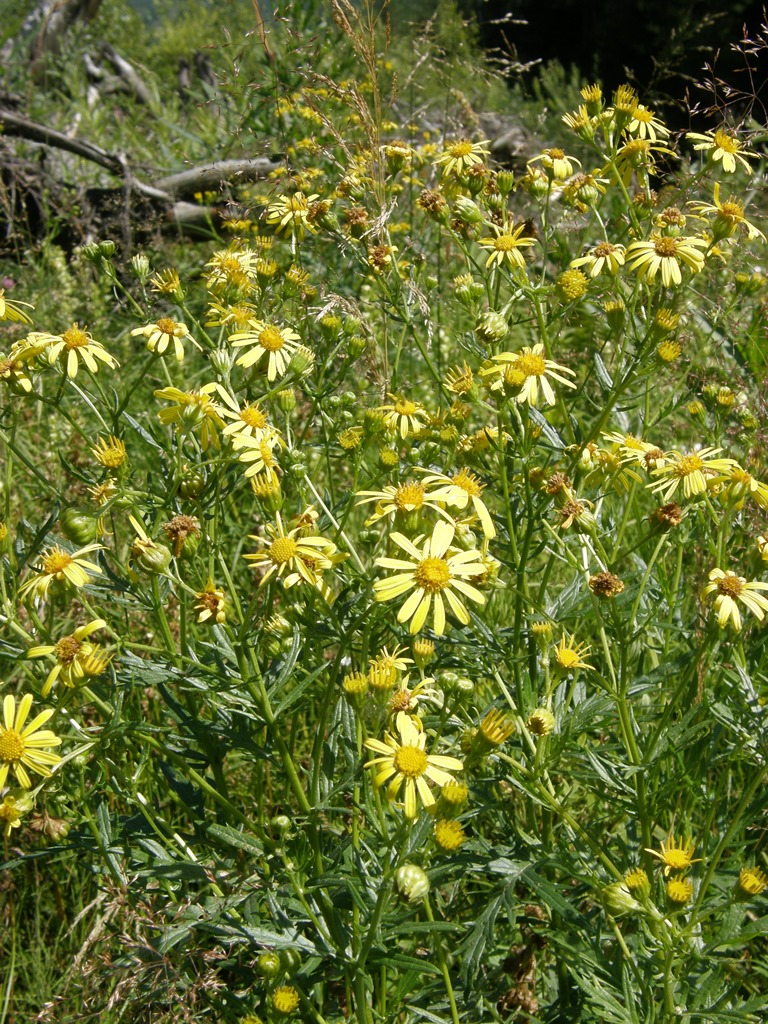 Image of Senecio erucifolius specimen.