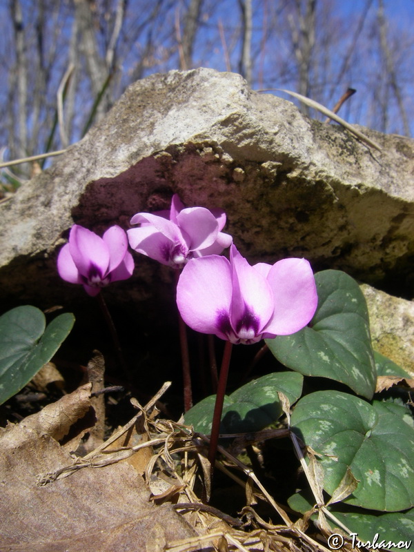 Изображение особи Cyclamen coum.