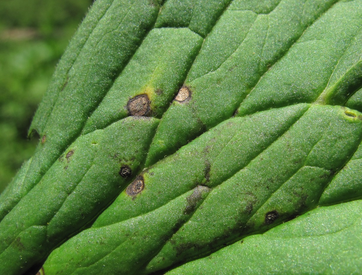 Image of Aconitum orientale specimen.