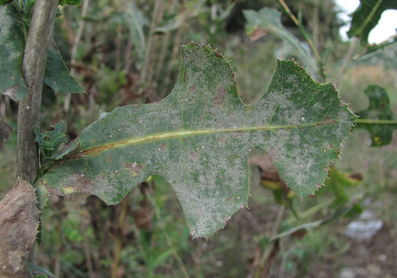 Image of Lactuca serriola specimen.