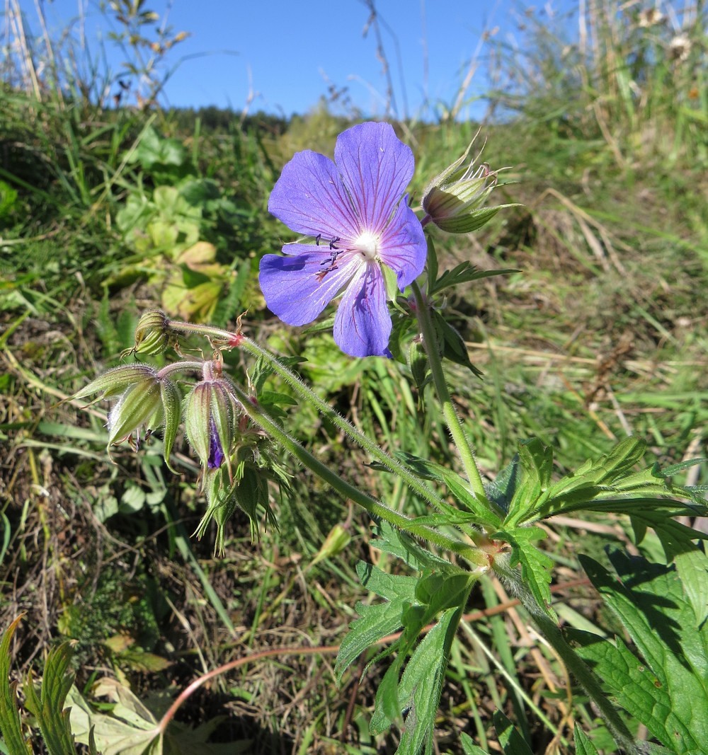 Image of Geranium pratense specimen.