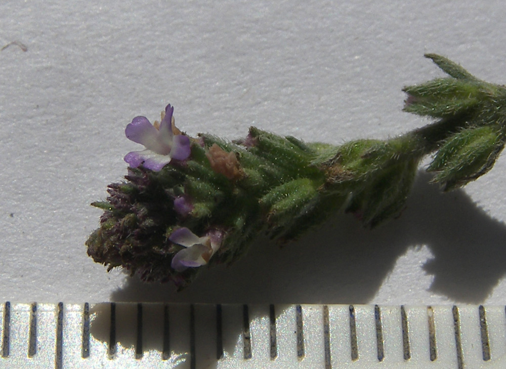 Image of Verbena supina specimen.