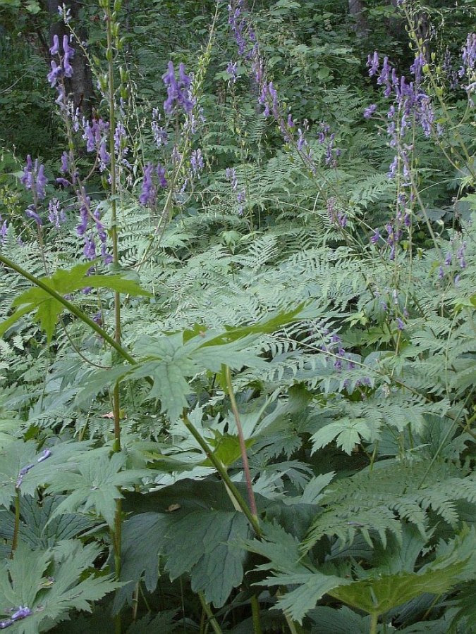 Изображение особи Aconitum septentrionale.