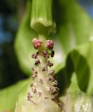 Arisaema amurense