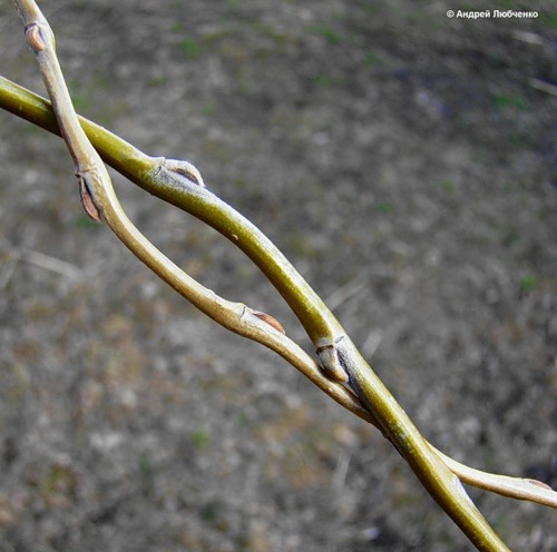 Image of Salix matsudana specimen.