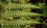 Dryopteris filix-mas