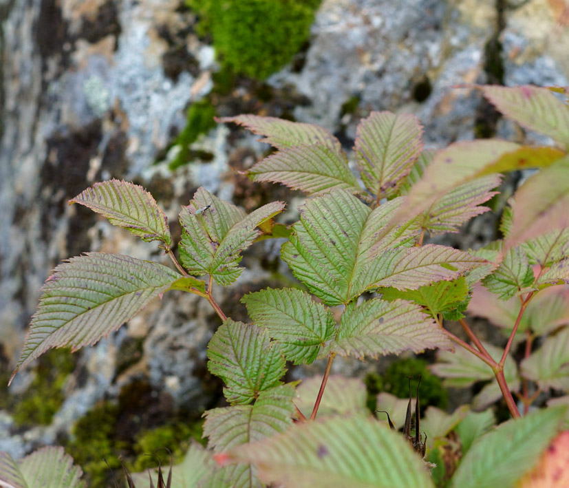 Изображение особи Aruncus dioicus.