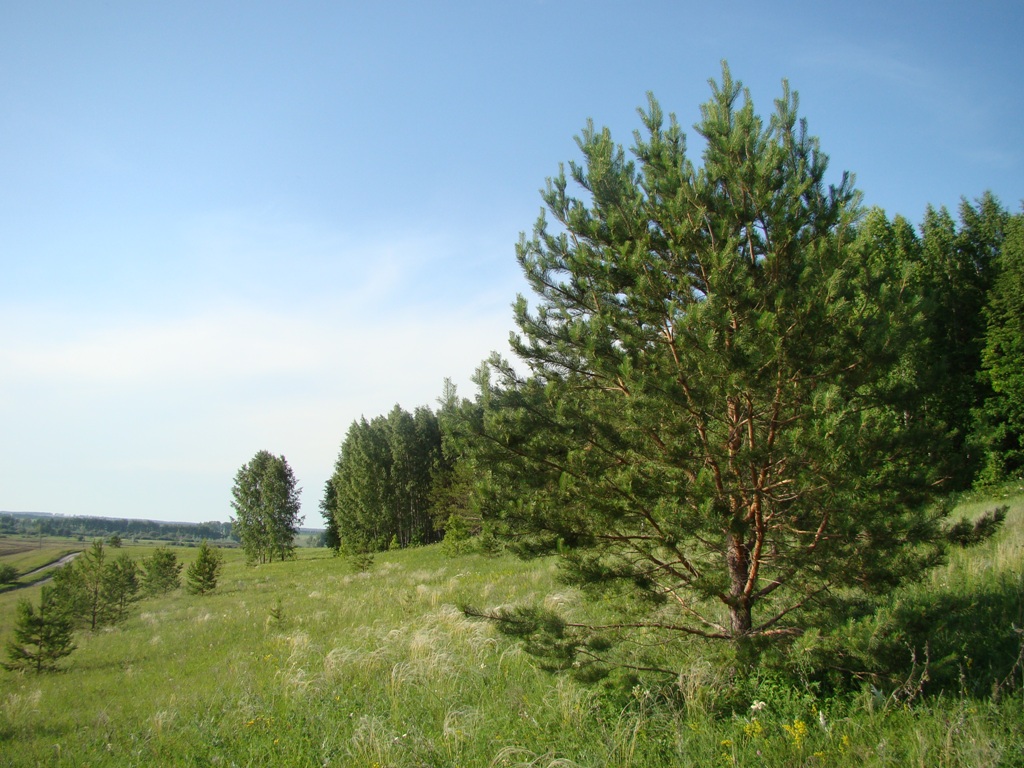 Image of Pinus sylvestris specimen.