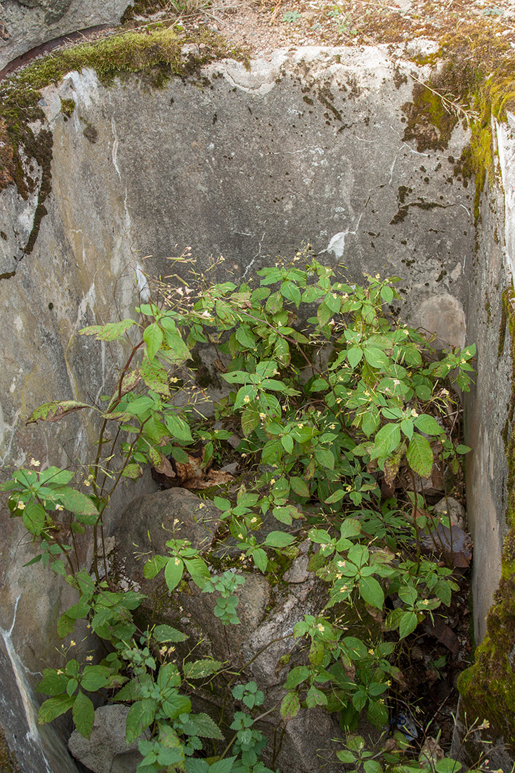 Image of Impatiens parviflora specimen.