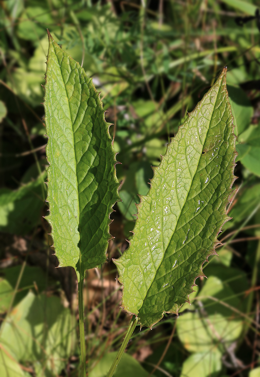 Изображение особи Saussurea sachalinensis.