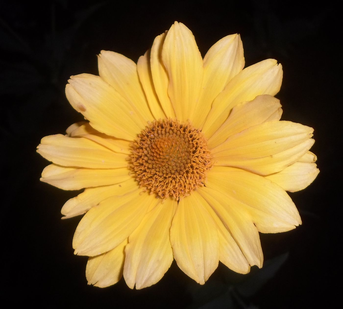 Image of Heliopsis helianthoides specimen.