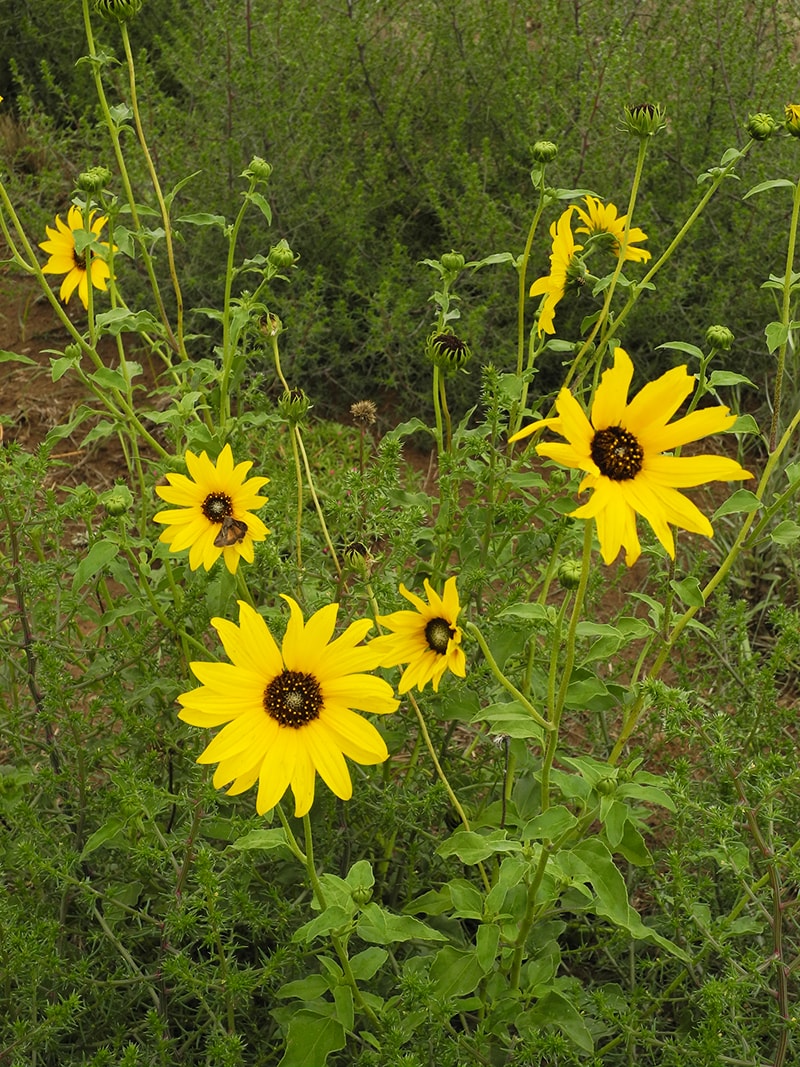 Изображение особи Helianthus petiolaris.