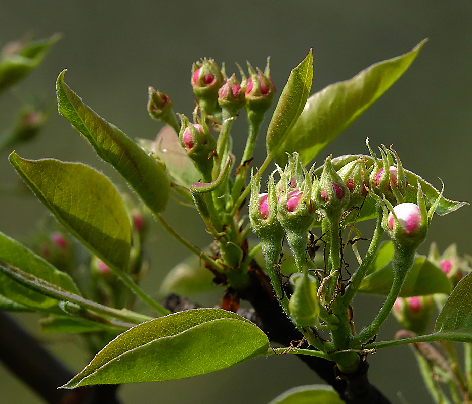 Image of Pyrus communis specimen.