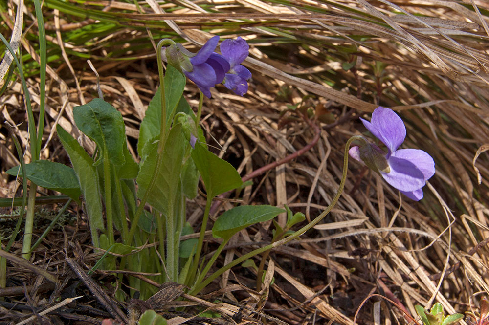 Image of Viola collina specimen.