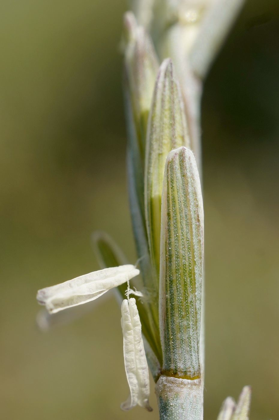 Image of Elytrigia nodosa specimen.