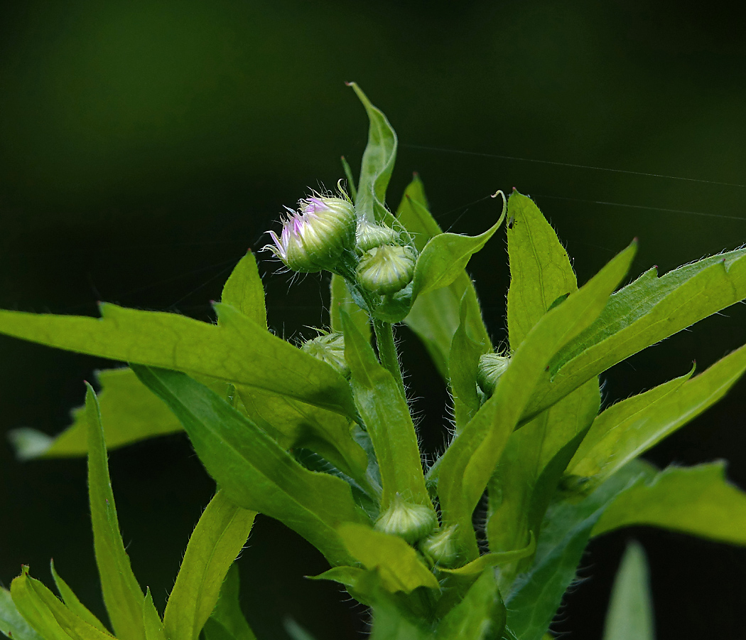 Image of Erigeron annuus ssp. lilacinus specimen.