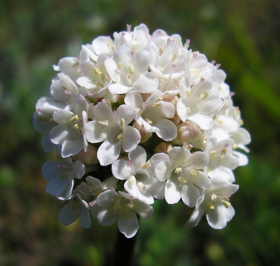 Image of Valeriana tuberosa specimen.