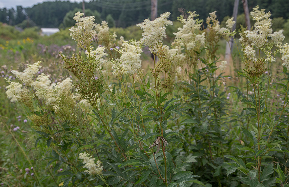 Image of Filipendula ulmaria specimen.