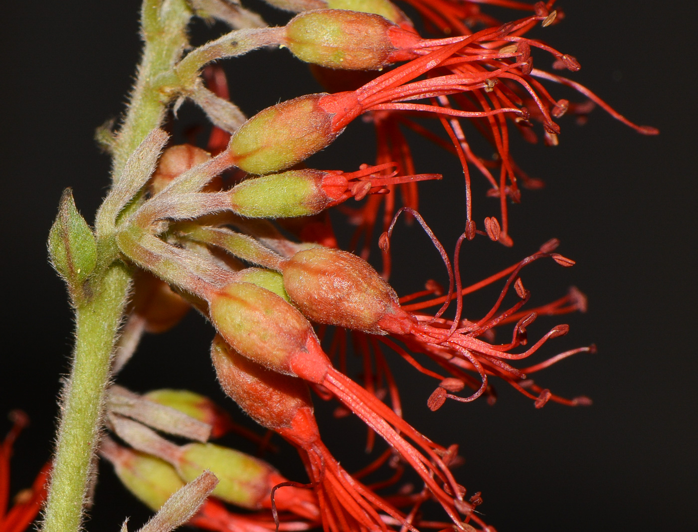 Image of Combretum microphyllum specimen.