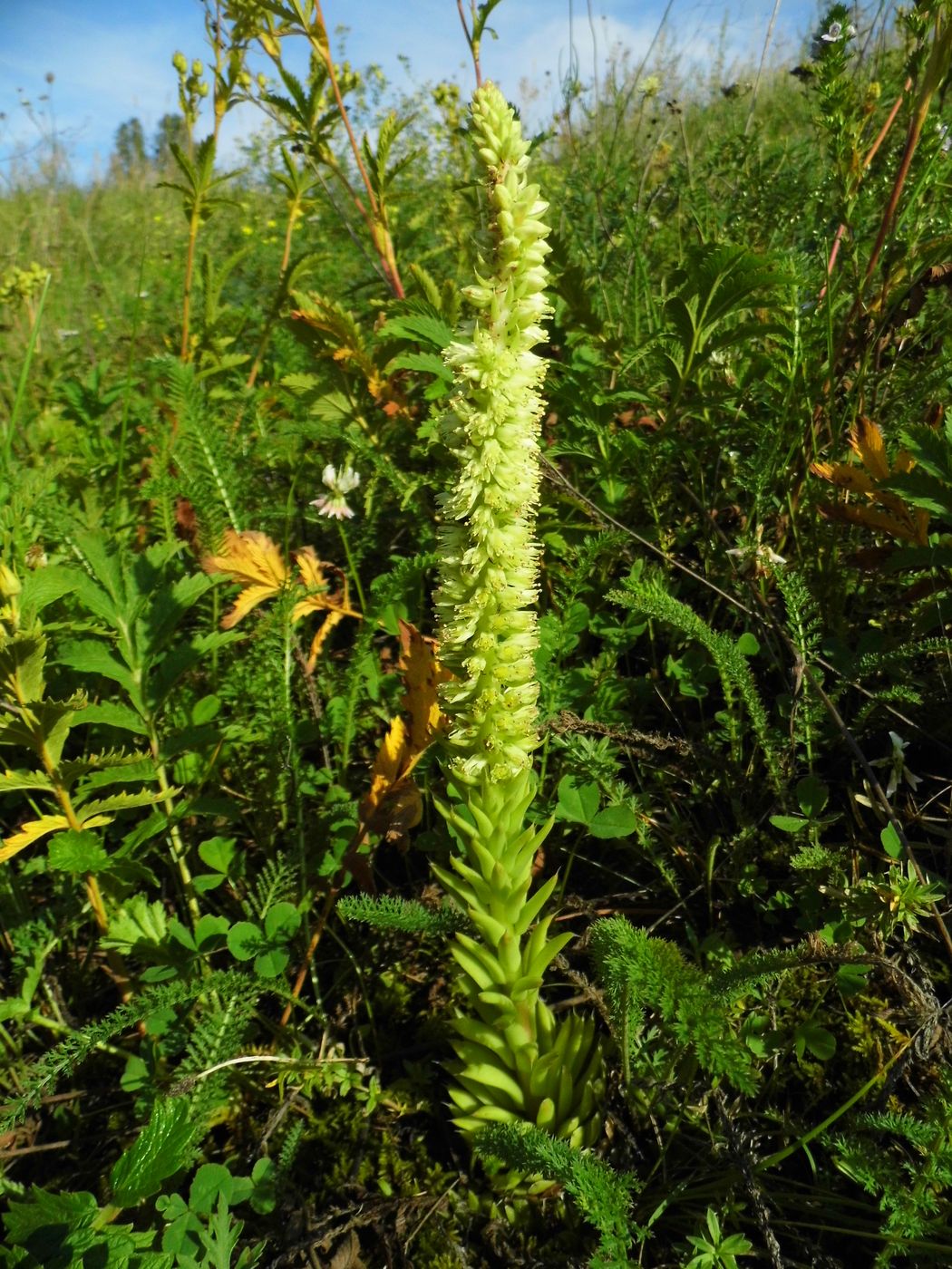 Image of Orostachys spinosa specimen.