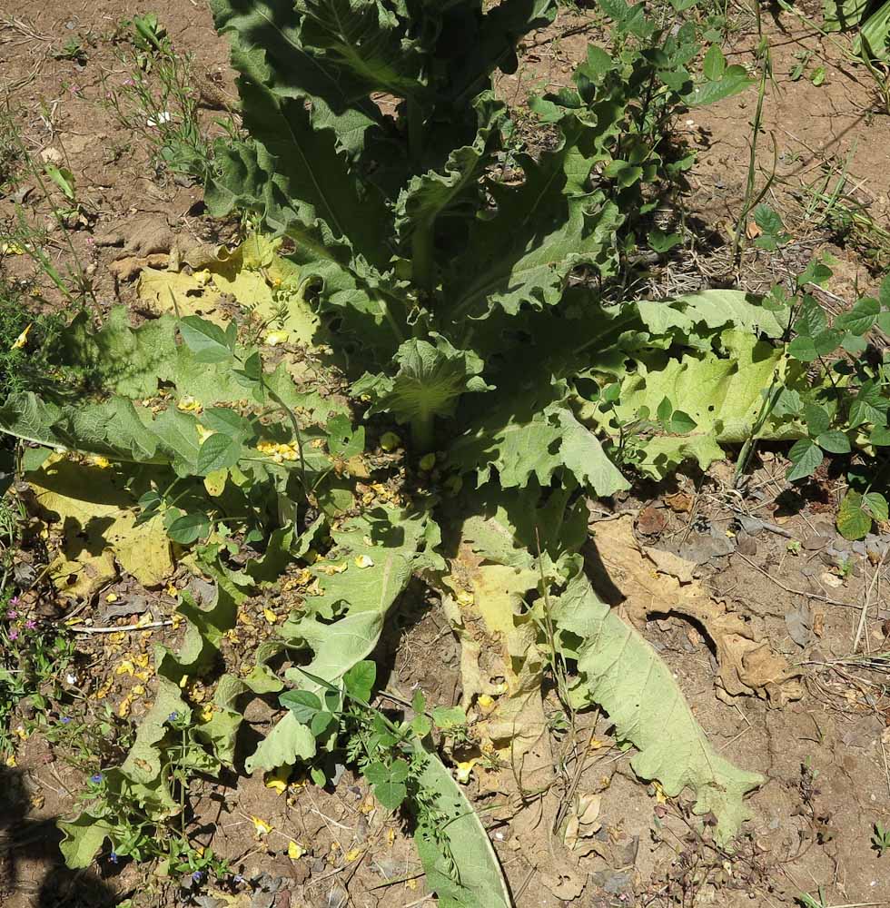 Изображение особи Verbascum jordanicum.