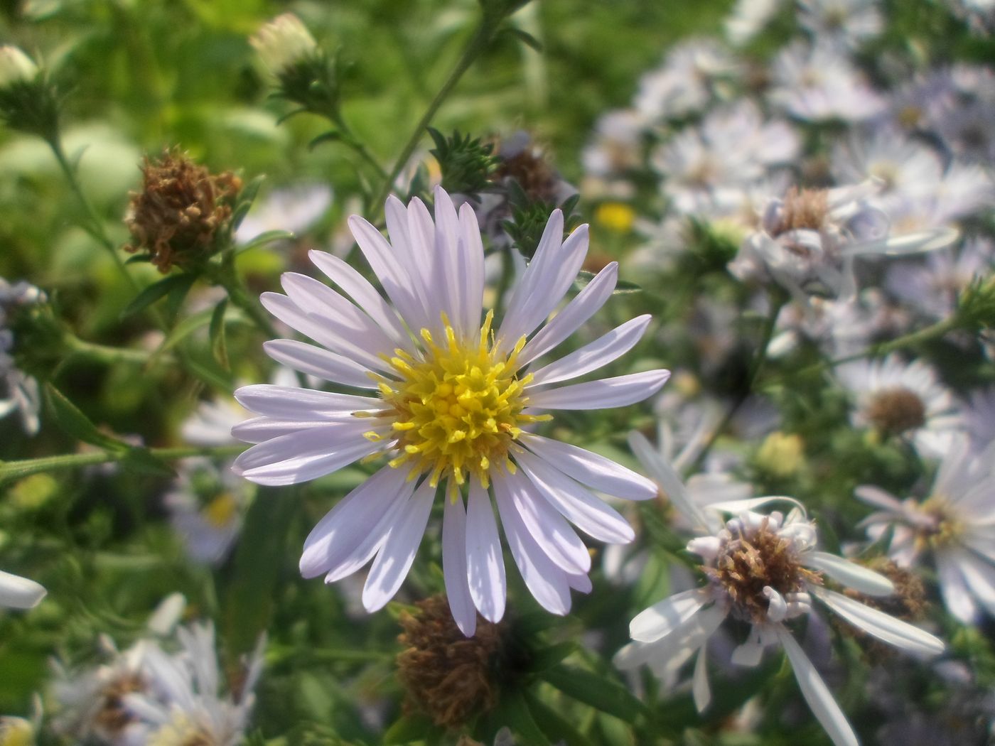 Image of Symphyotrichum novi-belgii specimen.