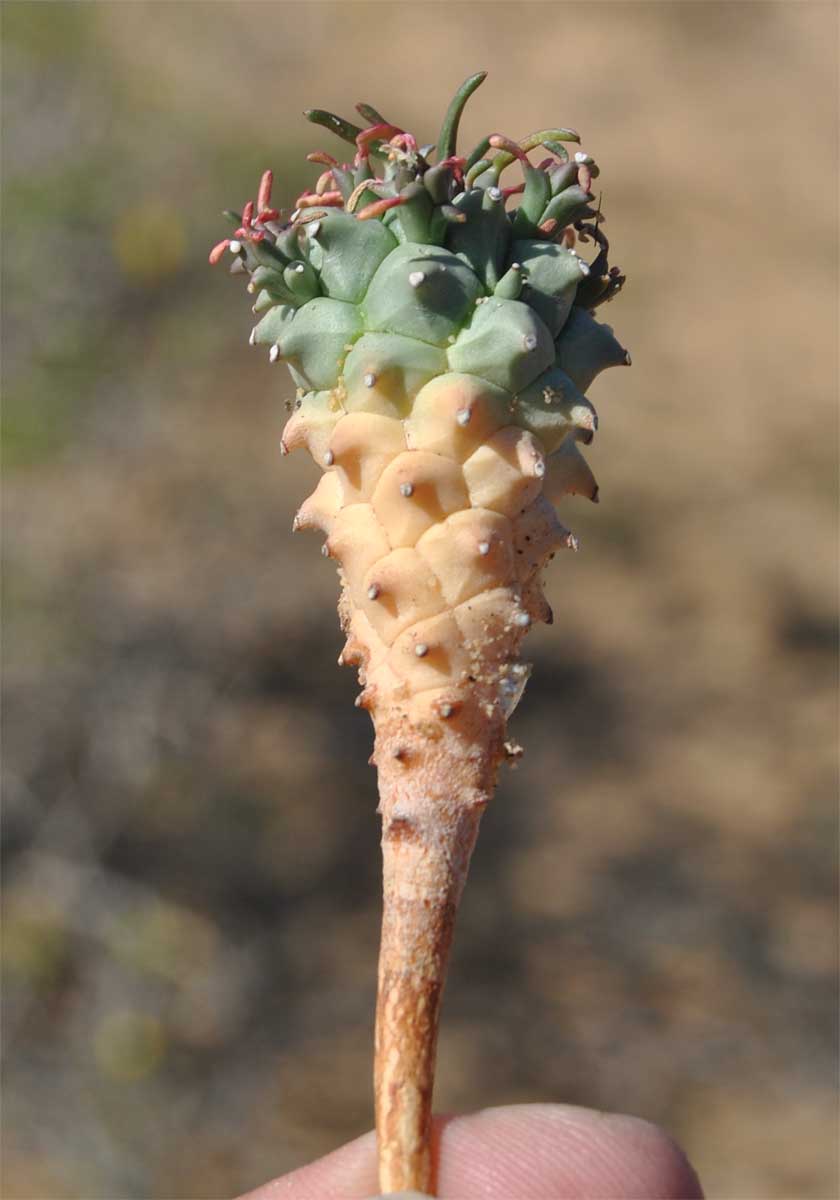 Изображение особи Euphorbia caput-medusae.