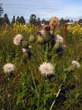 Cirsium setosum. Верхушка цветущего растения. Свердловская обл., окр. г. Североуральск, разнотравный пустырь в пос. Третий Северный. 24.07.2007.