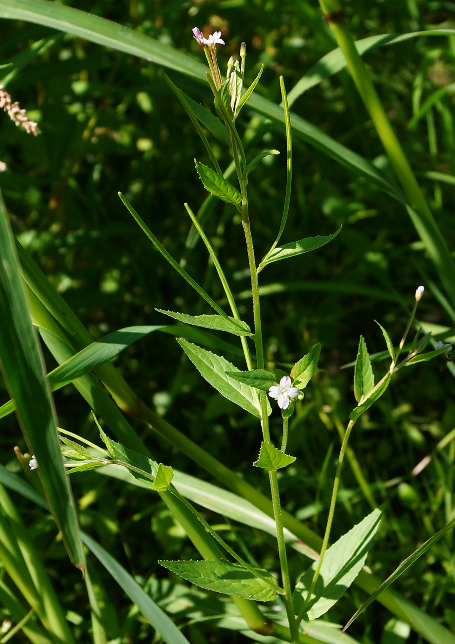 Изображение особи Epilobium adenocaulon.