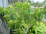 Sterculia quadrifida. Ветвь цветущего растения. Австралия, г. Брисбен, ботанический сад. 30.10.2016.