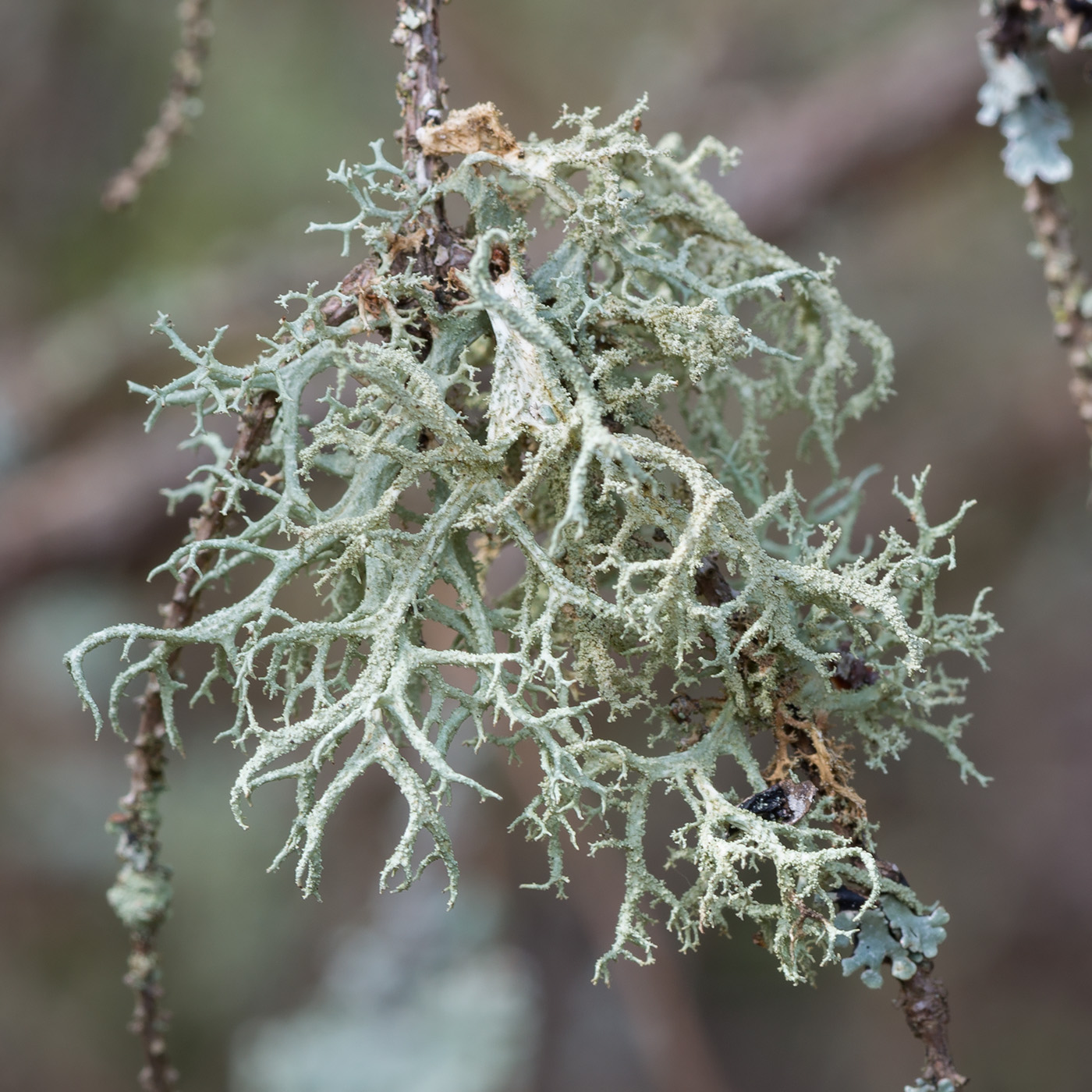 Изображение особи Evernia mesomorpha.