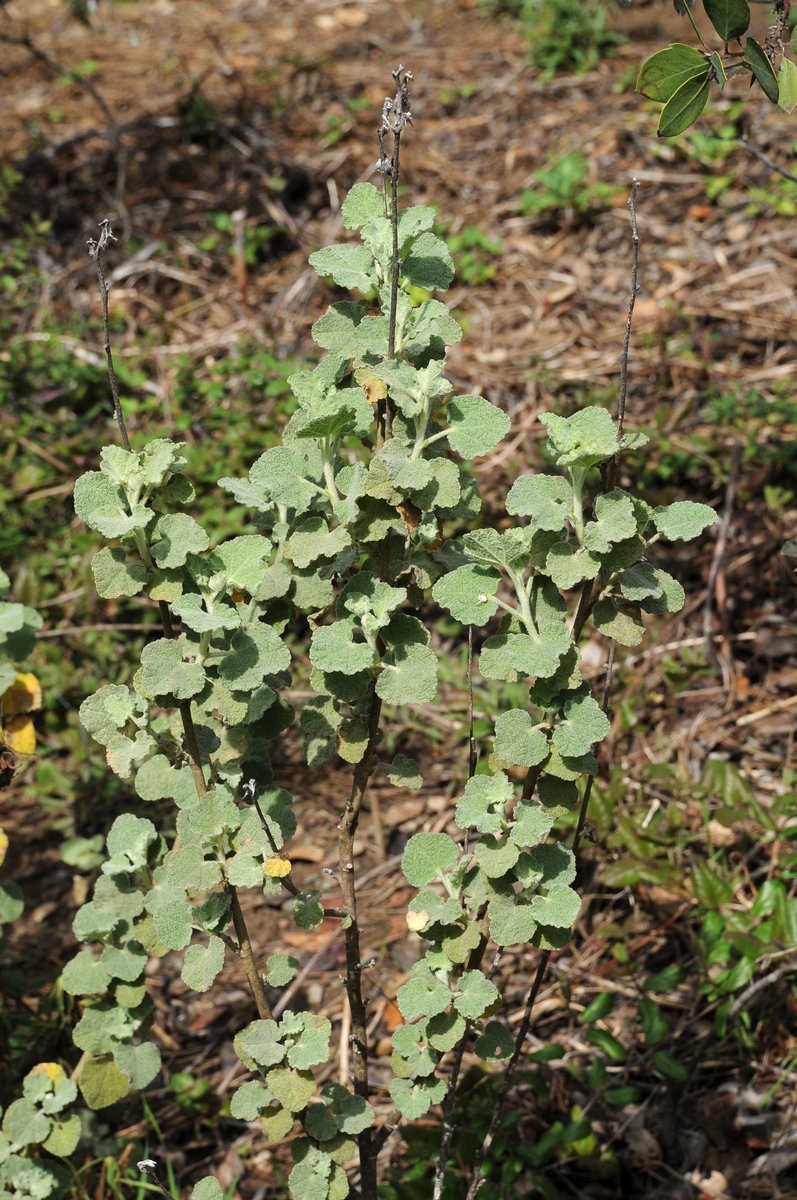 Image of Malacothamnus fremontii specimen.