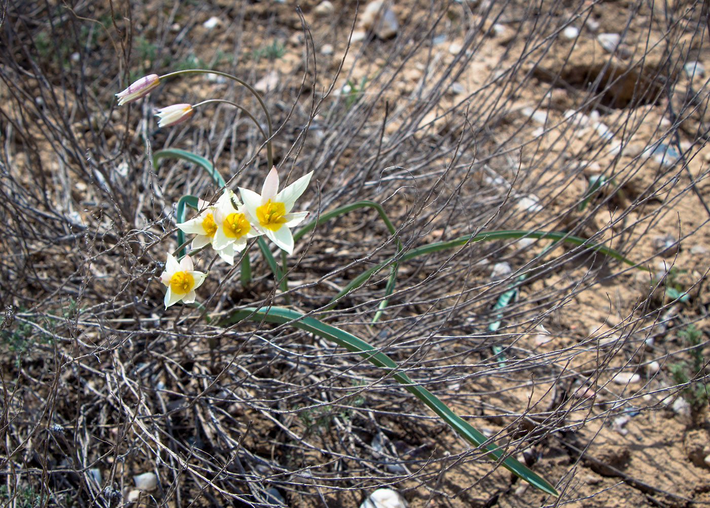 Image of Tulipa buhseana specimen.