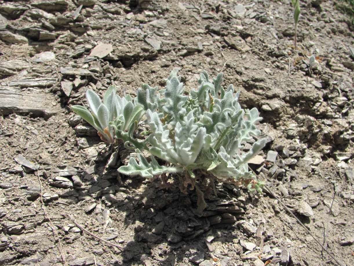 Изображение особи Matthiola daghestanica.