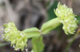 Valerianella turgida