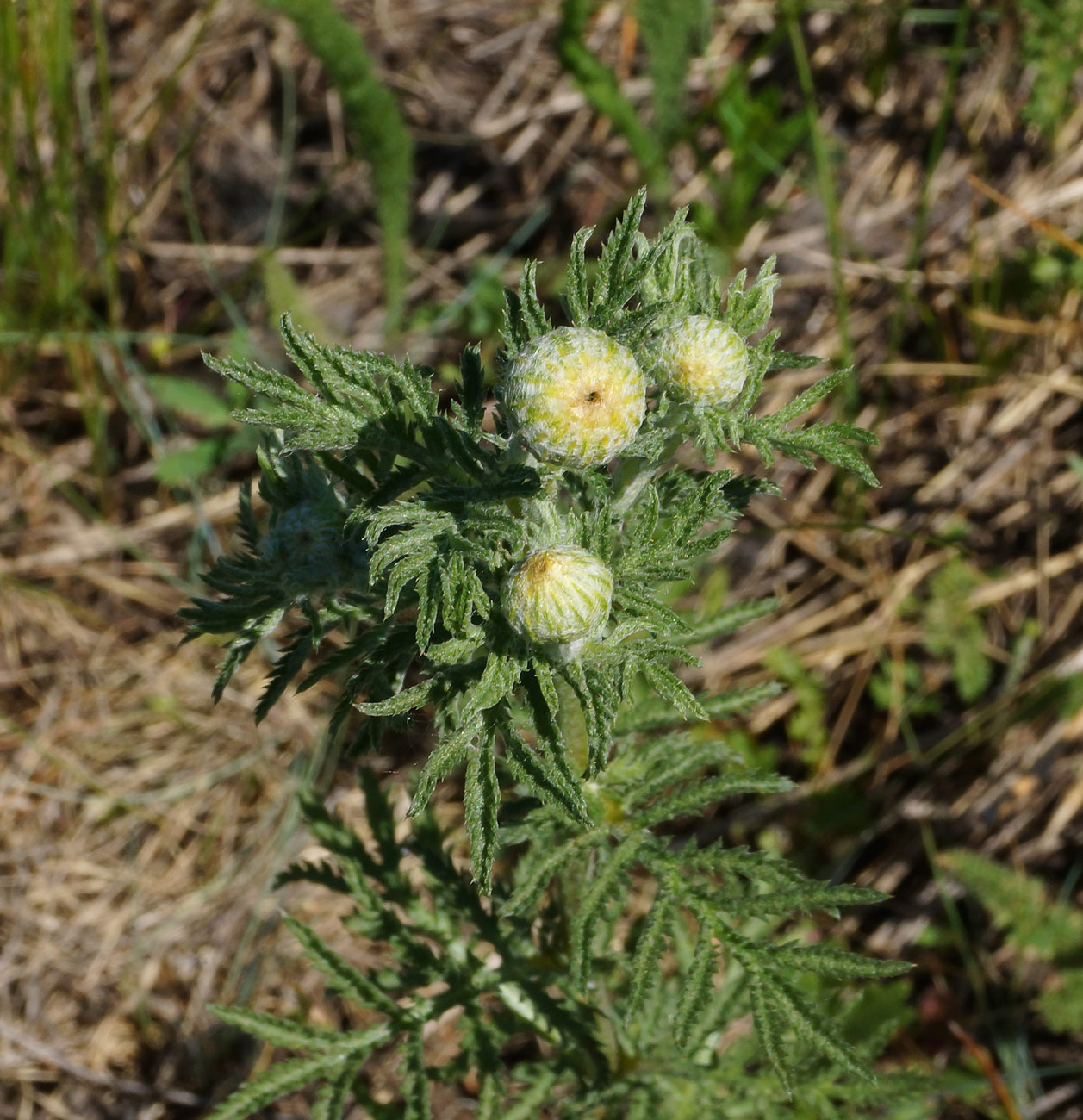 Image of Anthemis tinctoria specimen.