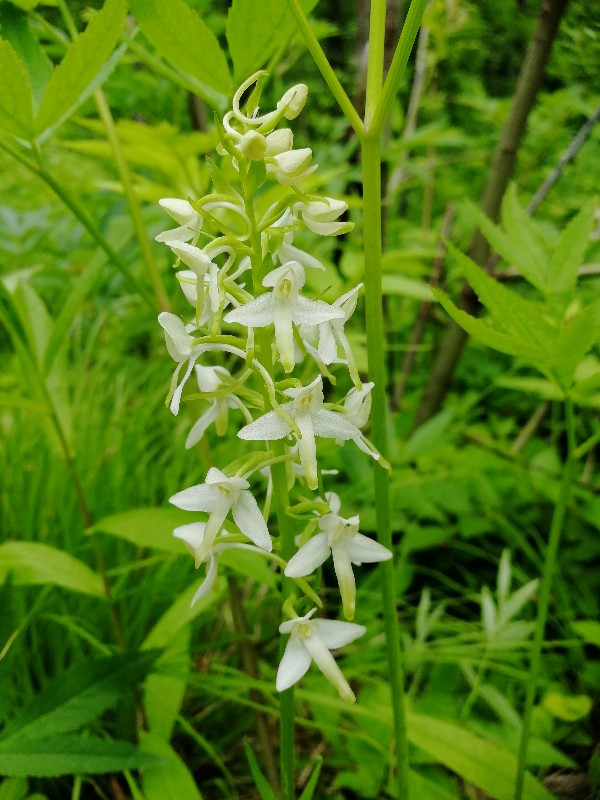 Image of Platanthera metabifolia specimen.