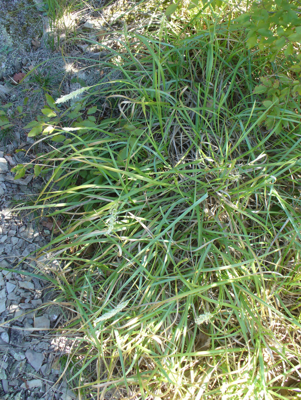 Image of Sesleria alba specimen.