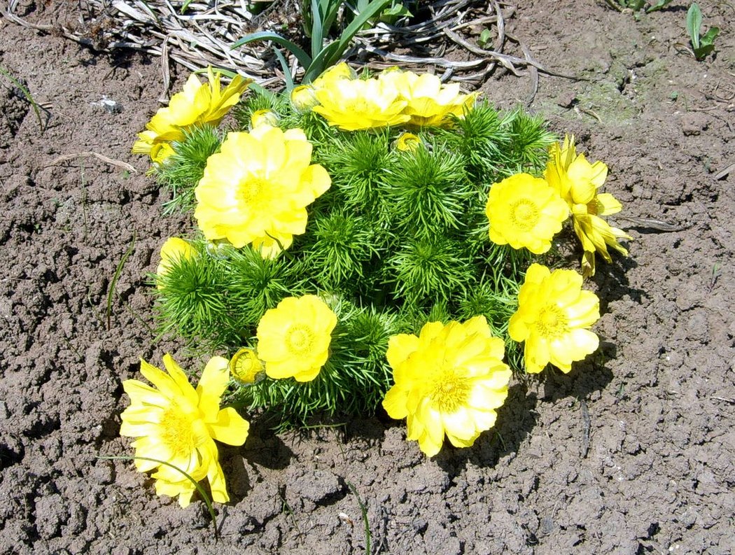 Изображение особи Adonis vernalis.