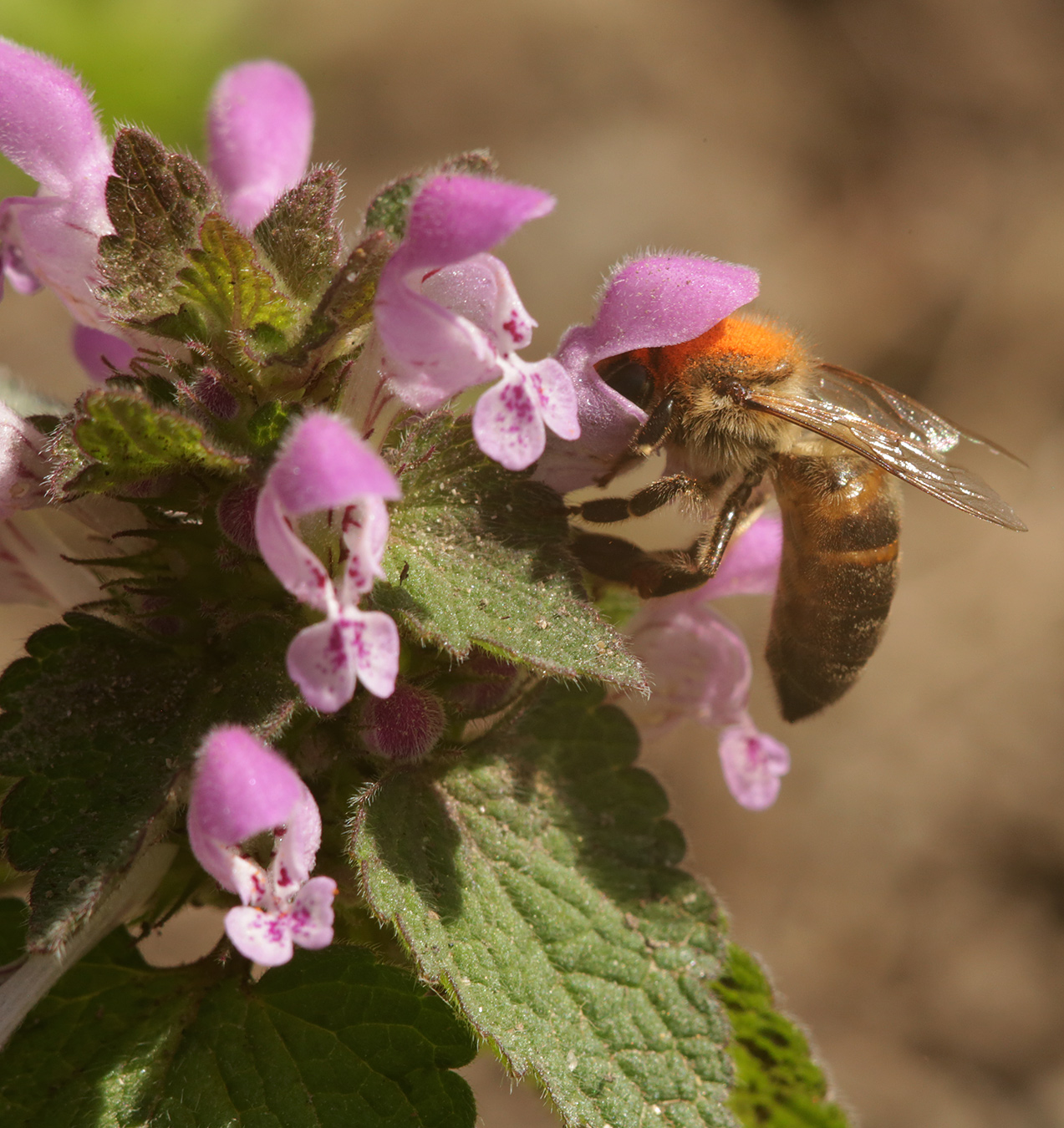 Image of Lamium purpureum specimen.