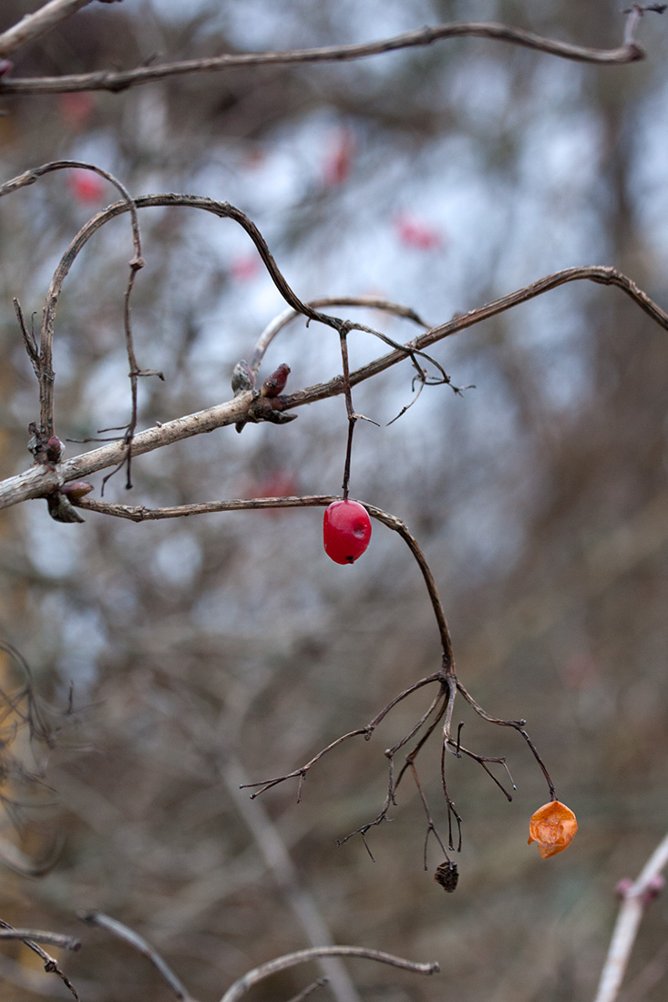 Image of Viburnum opulus f. roseum specimen.